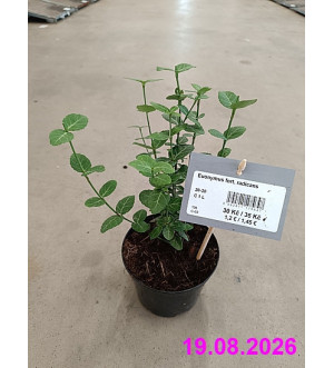 Euonymus fort. radicans C 1 L